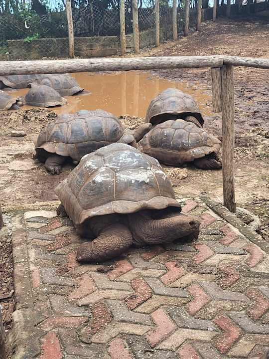 Sonstiges Hotel Riu Palace Zanzibar