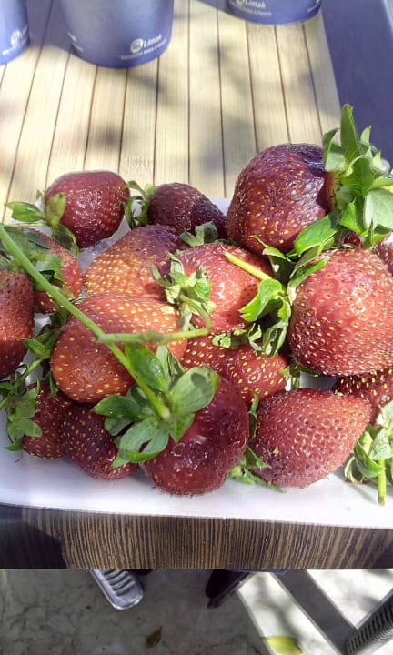 Клубничка Limak Limra Hotel & Resort