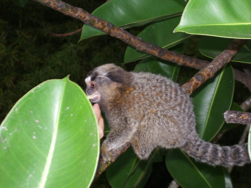 Monito Rio Design Hotel