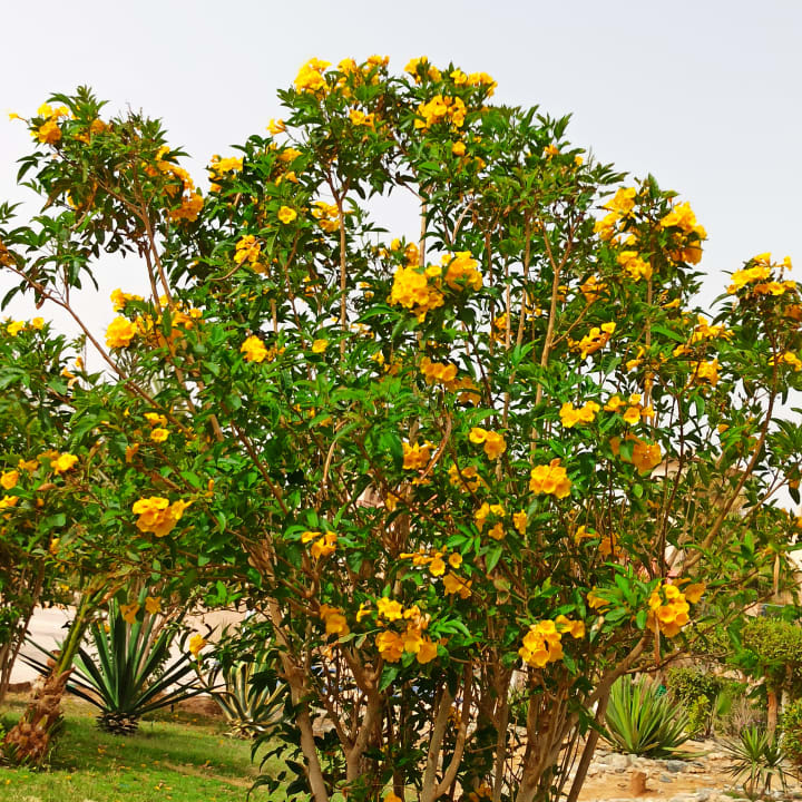 Gartenanlage Pensée Royal Garden Beach Resort