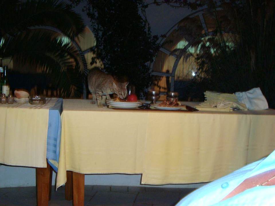 Katzen auf dem Tisch beim Abend essen Hotel Bravo Djerba