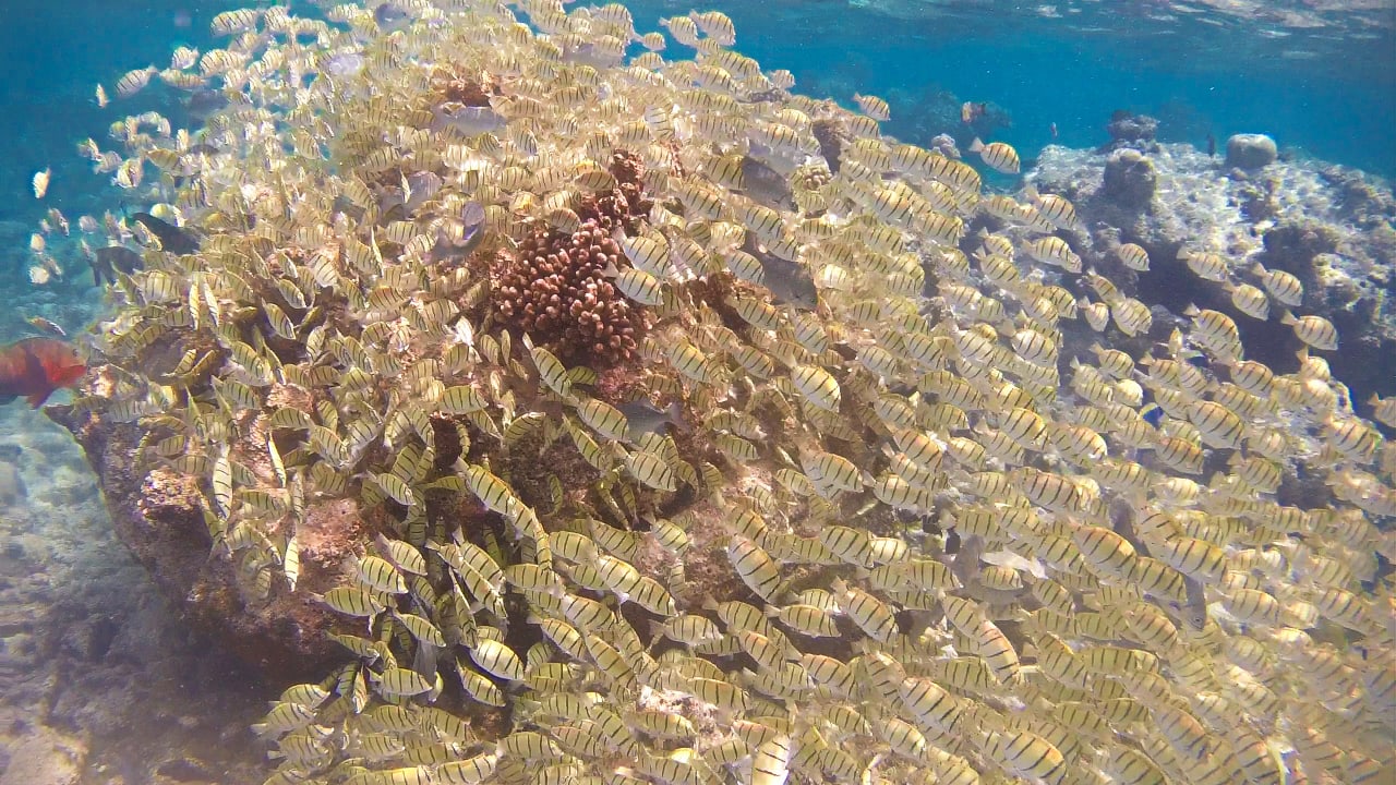 Sport & Freizeit Summer Island Maldives