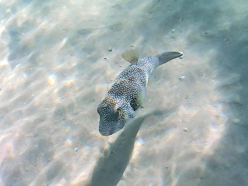 Strand Titanic Royal