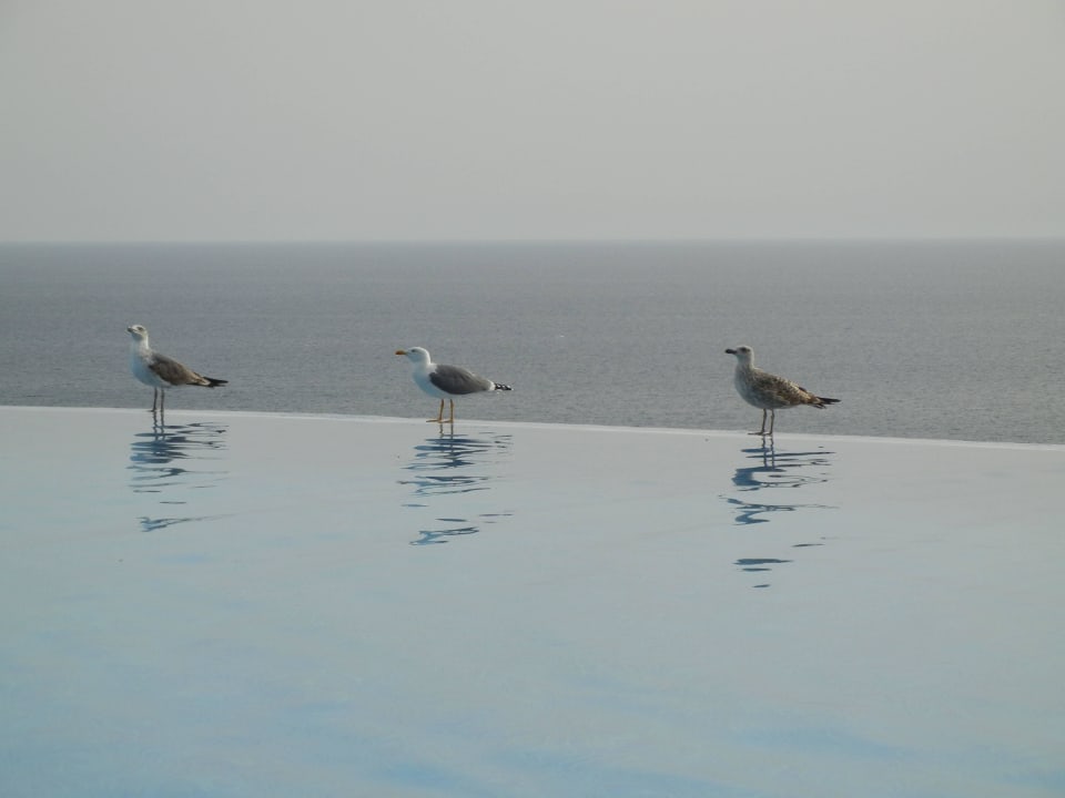 Möwen Gloria Palace Royal Hotel & Spa