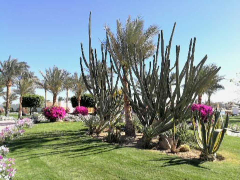 Gartenanlage Desert Rose