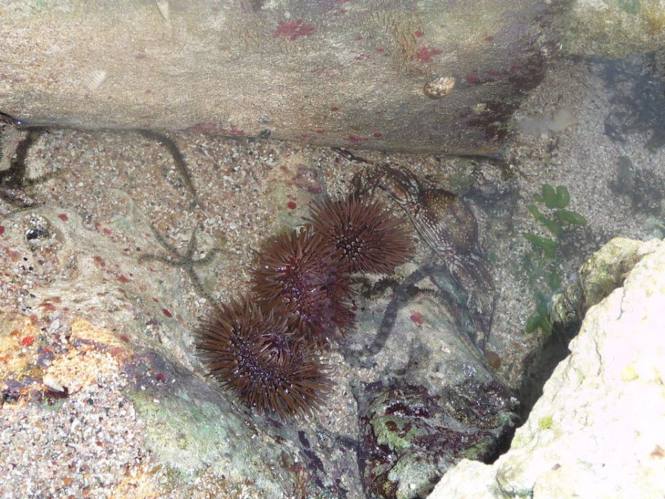 Seeigel und Co Coral Sun Beach