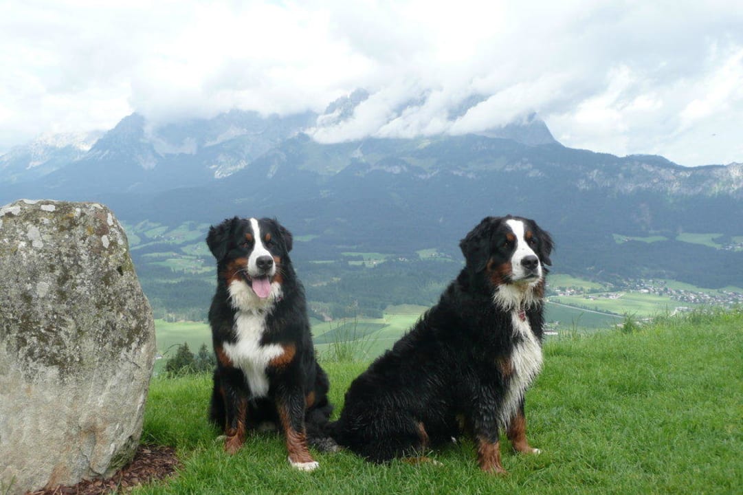 Jill und Robin im Urlaub Hotel Müllneralm - das Hundeparadies