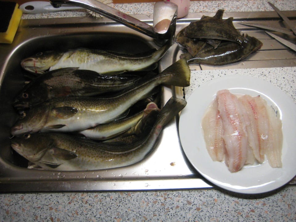 Ausbeute des Brandungsangelns Ferienwohnungen Ferienpark Weissenhäuser Strand
