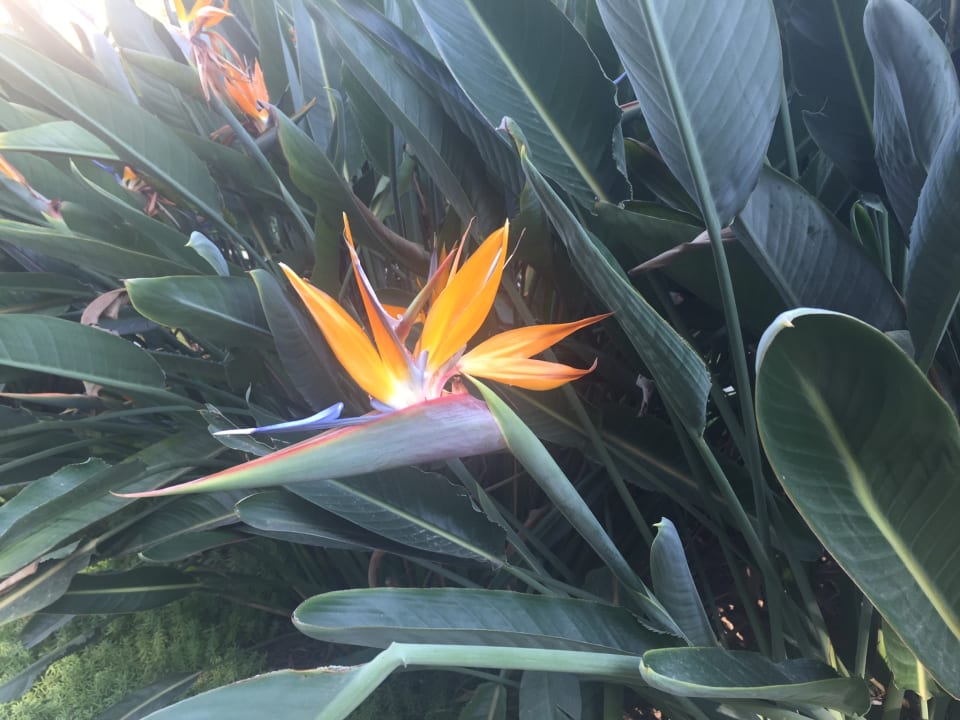 Gartenanlage Xanadu Resort Hotel