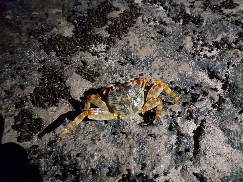 Strand Beach Safari Nubian Resort