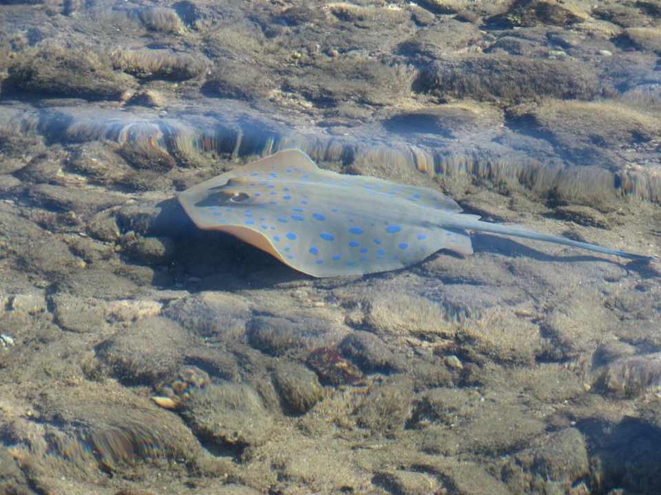 Blaupunktrochen Ghazala Gardens
