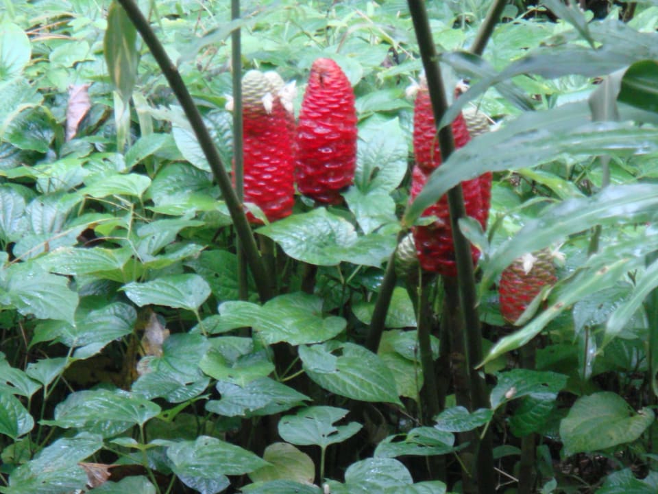 Vor dem Haus Hotel Forest Floor Lodge