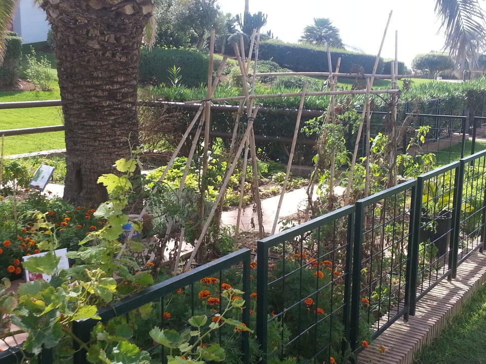 Der hoteleigene Gemüsegarten Fuerte Conil-Resort