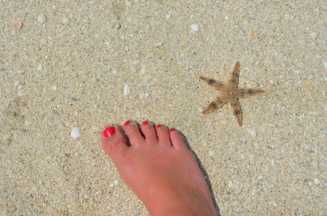 Natur pur Rixos The Palm Hotel & Suites