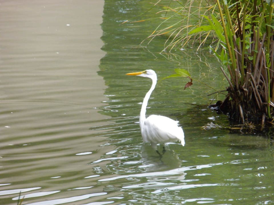 Fischreiher TRS Turquesa Hotel - Adults only