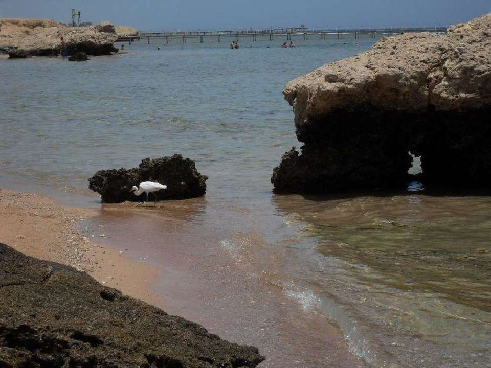 Sea Life Resourt am Strand Charmillion Sea Life Resort