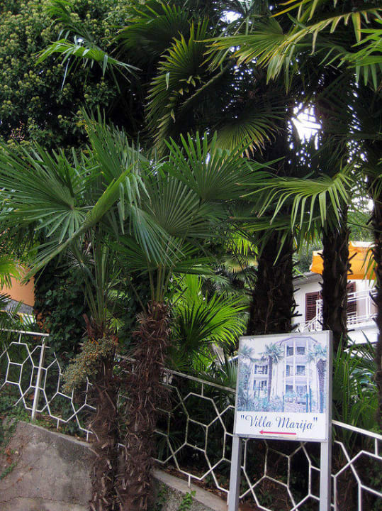 Palmen in der Einfahrt Villa Marija Opatija