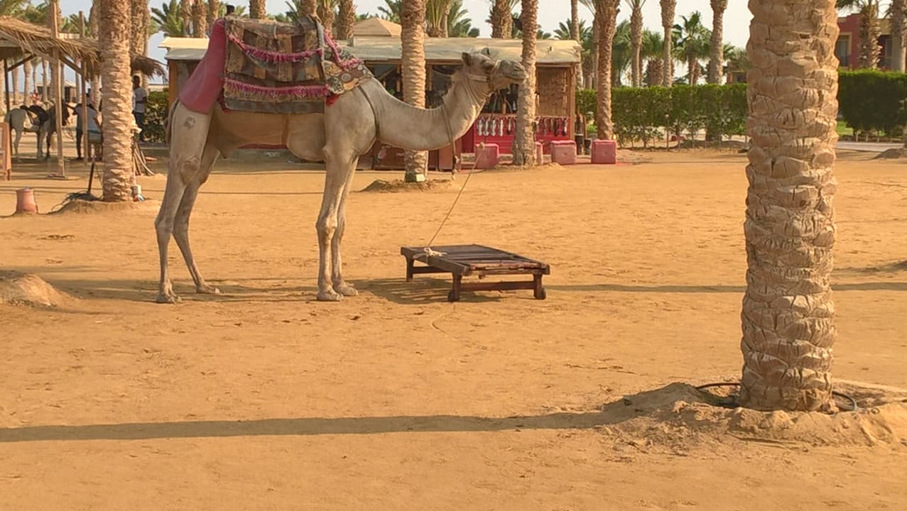 Strand Casa Mare Resort