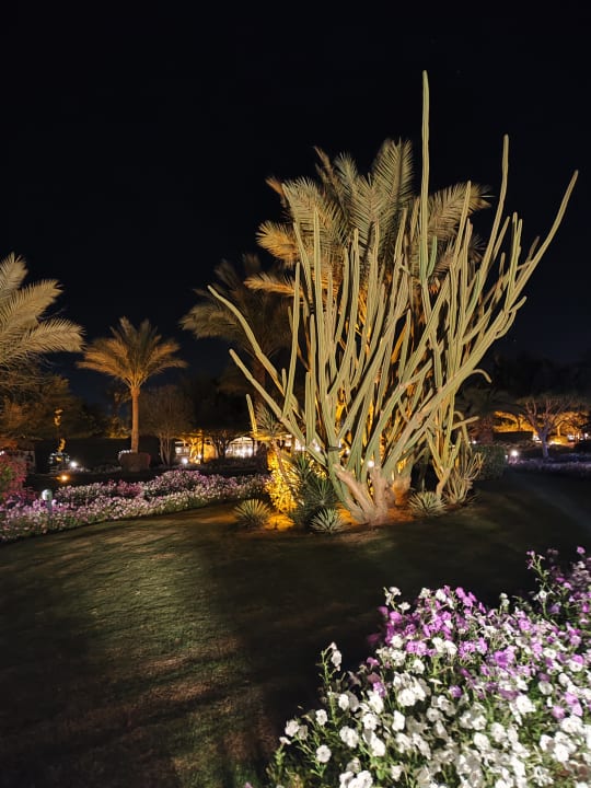 Gartenanlage Desert Rose