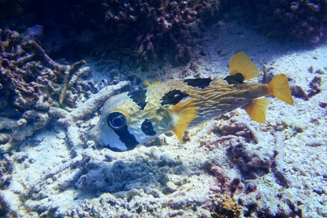 Sport & Freizeit NH Collection Maldives Havodda Resort