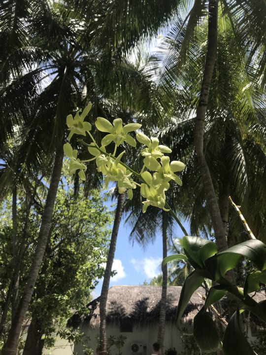 Gartenanlage Thulhagiri Island Resort