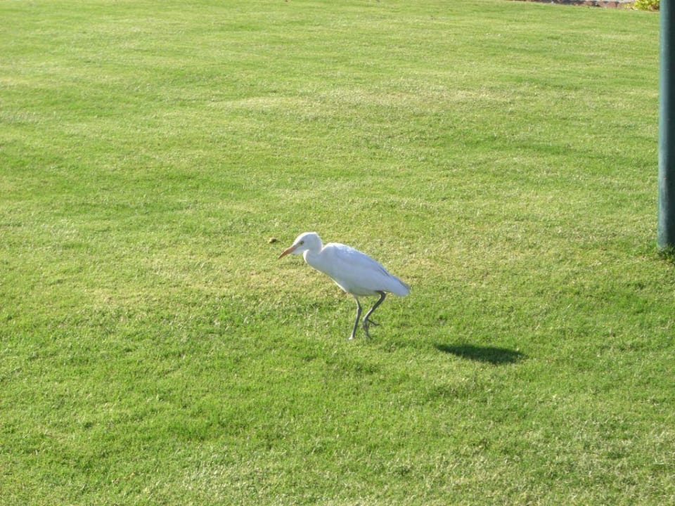 "Piepmatz" Sentido Akassia Beach