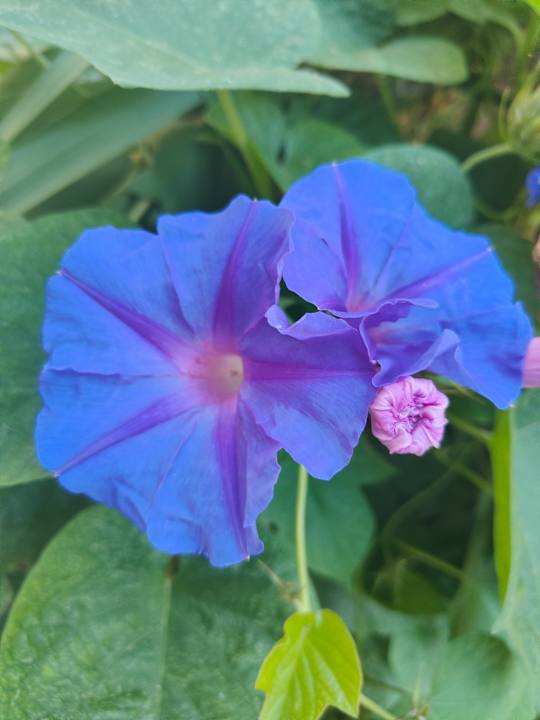 Sonstiges Lago Garden