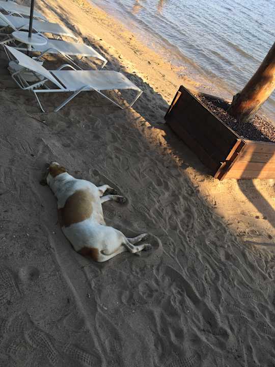 Schlimm Asteria Venus Didim