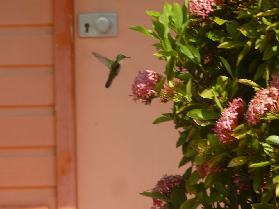 Colibri  Hotel Bambou