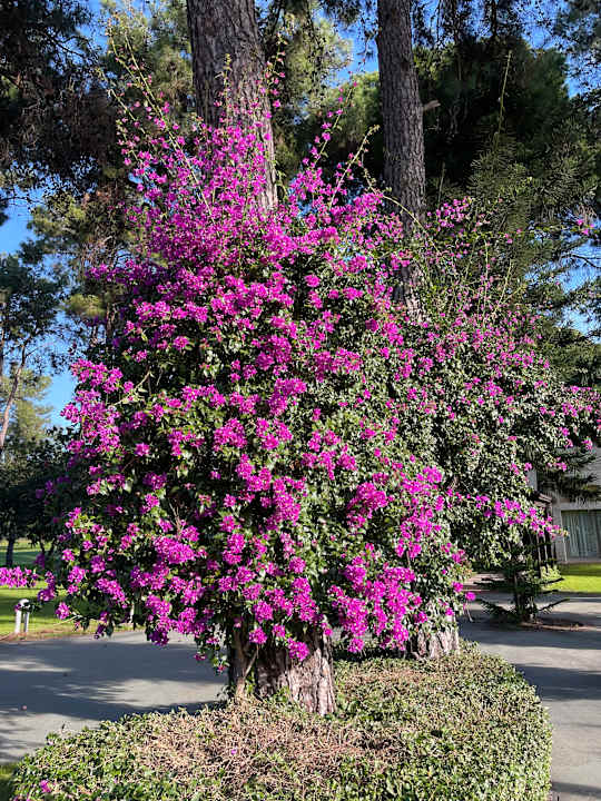 Außenansicht Gloria Verde Resort