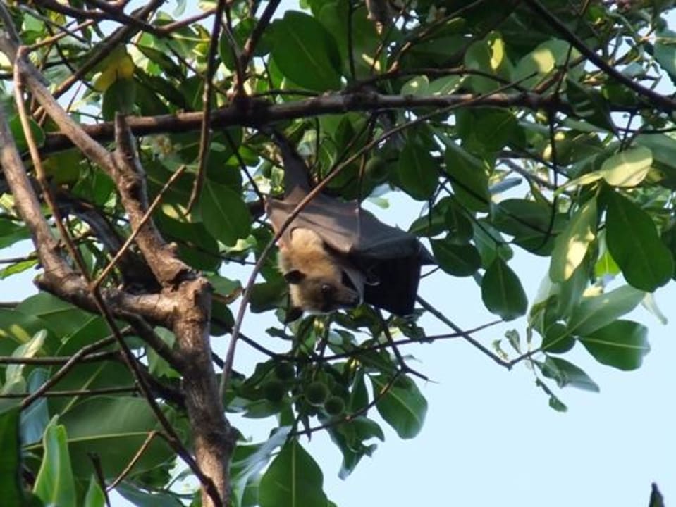 Flughund NH Collection Maldives Reethi Resort