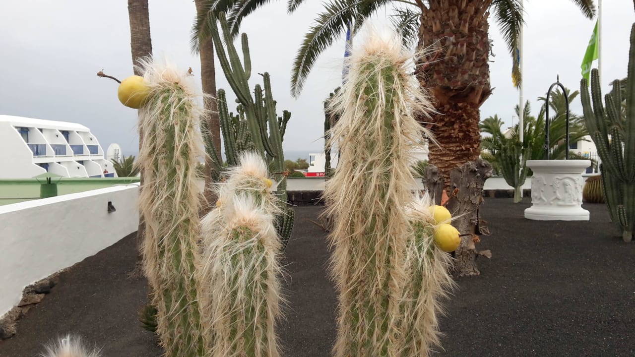 Schöne Kakteen Ereza Apartamentos Los Hibiscos- Adults Only