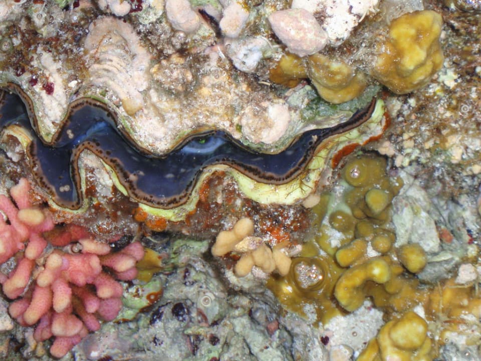 Vodný svet Swisstouch Oriental Resort Marsa Alam