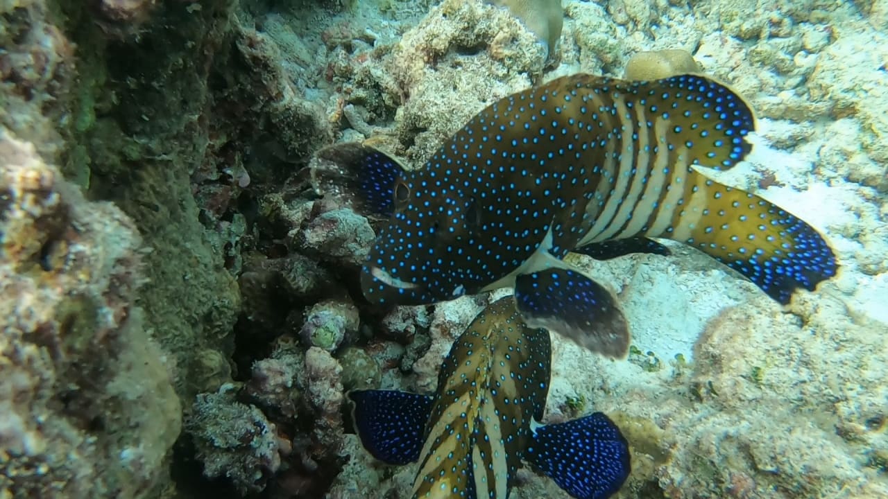 Sport & Freizeit NH Collection Maldives Reethi Resort