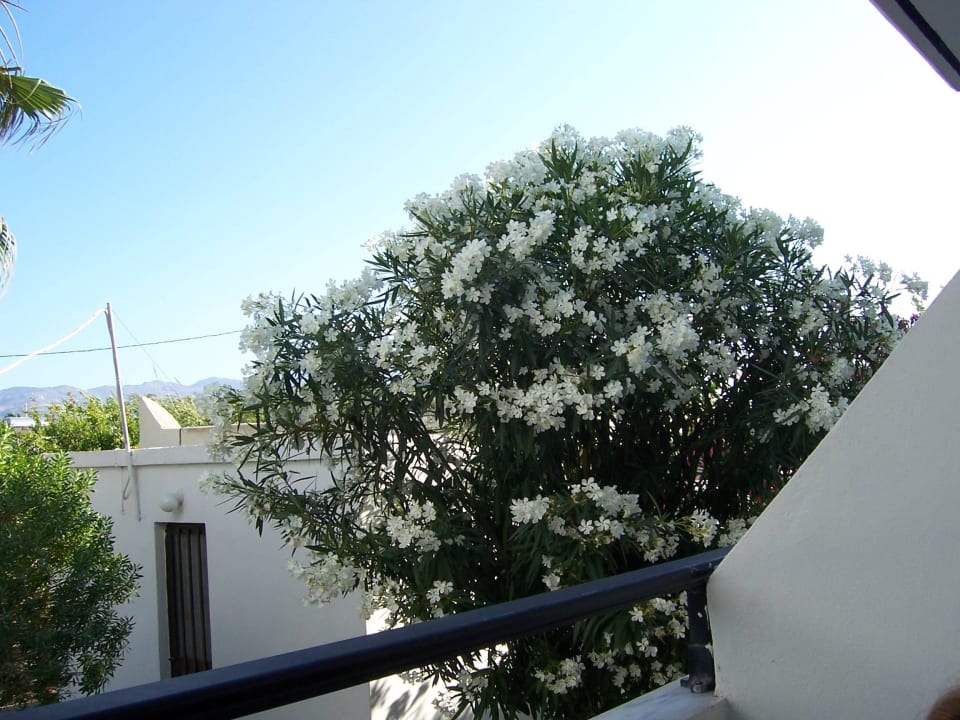 Vom Zimmerbalkon Hotel Laura