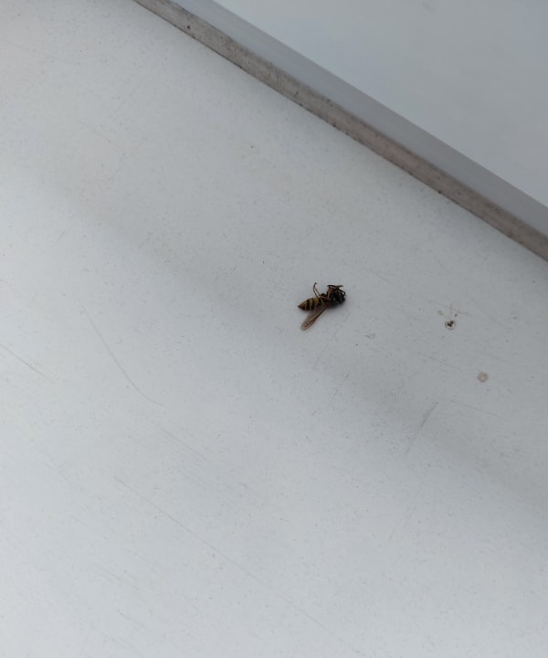 Zimmer Hotel Vorsfelder Hof