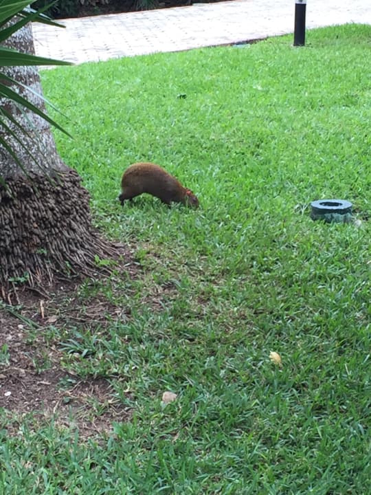 Hotel Bewohner Grand Palladium Select White Sand Resort & Spa