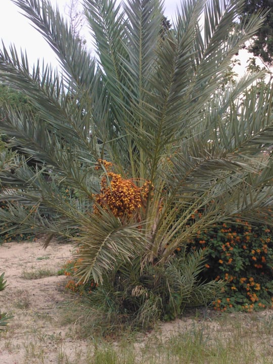 Datteln Marhaba Royal Salem