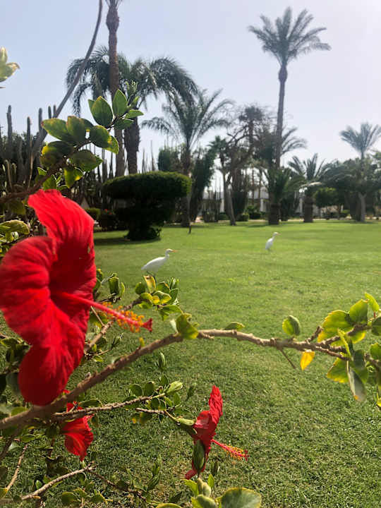 Gartenanlage Shams Safaga Resort
