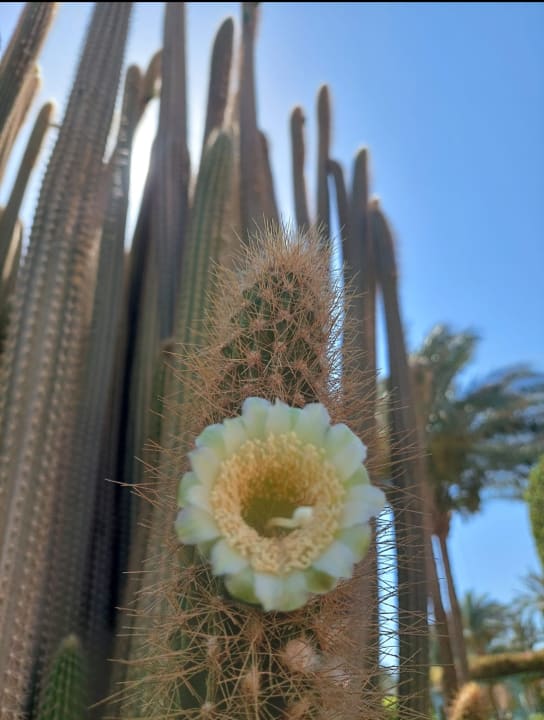 Gartenanlage Radisson Blu Resort, El Quseir