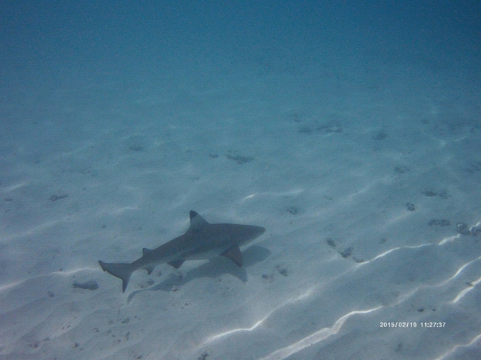 Hausriff mit Schwarzspitzenriffhai NH Collection Maldives Reethi Resort