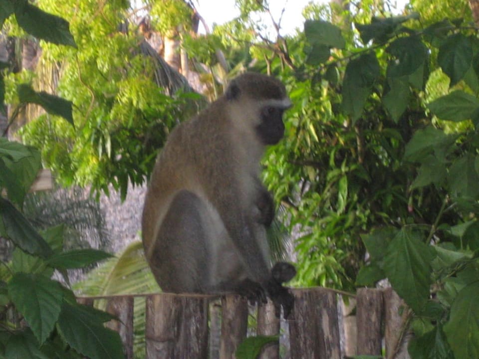 Am frühen Morgen sieht man oft Affen Bahari Beach Hotel