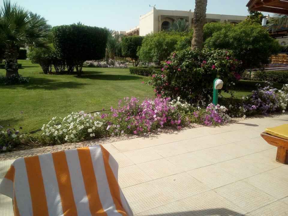 Gartenanlage Desert Rose