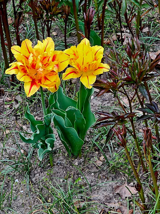 Gartenanlage Johannesbad Hotel Königshof
