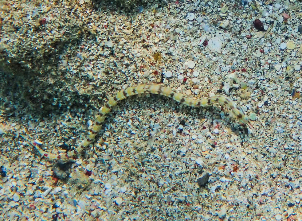 Sport & Freizeit Steigenberger Coraya Beach - Adults only