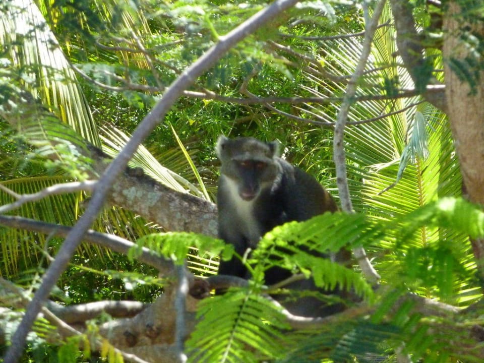 Affe vor dem Balkon Diani Sea Resort