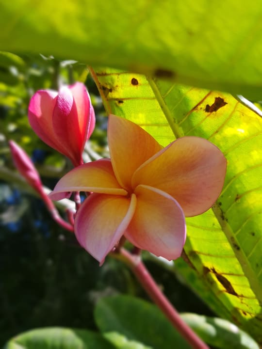Gartenanlage Iberostar Selection Hacienda Dominicus