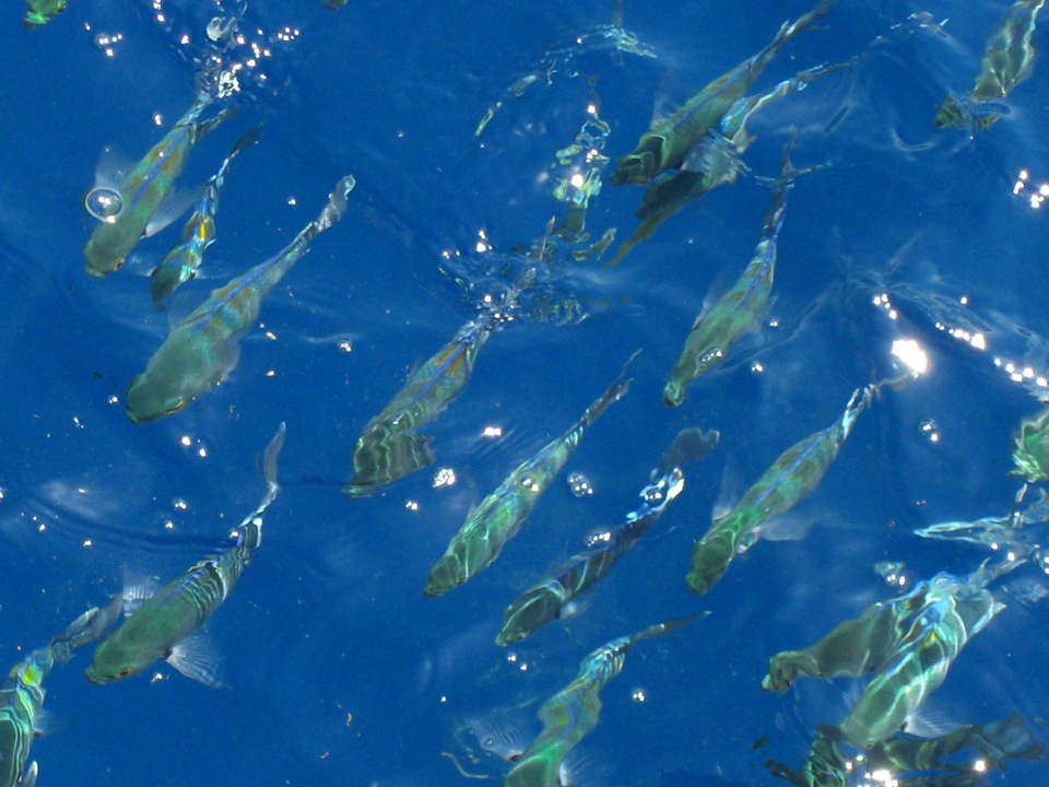 Wie Minihaie The Grand Hotel Sharm El Sheikh