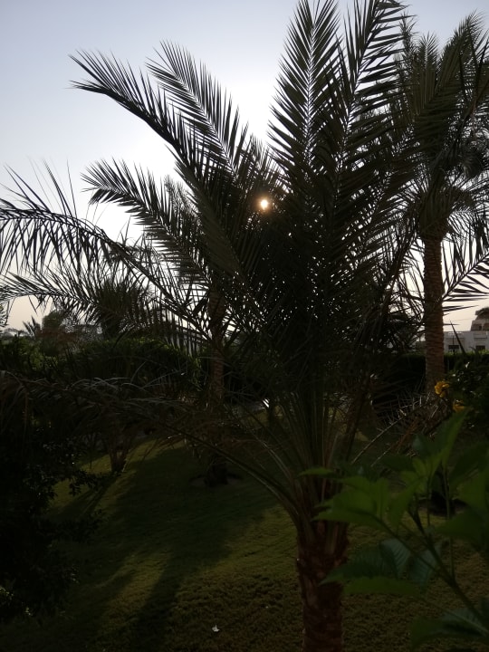 Gartenanlage Desert Rose