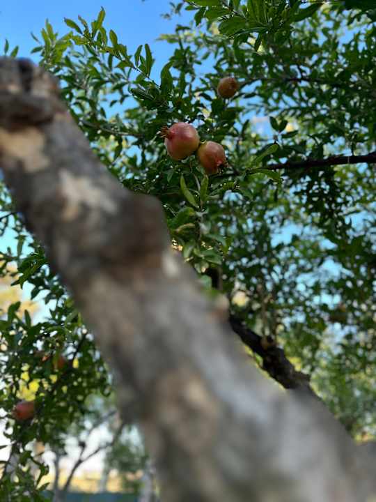 Gartenanlage Apollonia Beach Resort & Spa